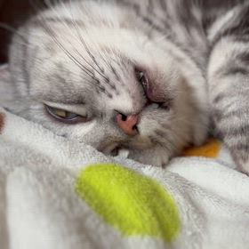 鼻血を伝えたの画像