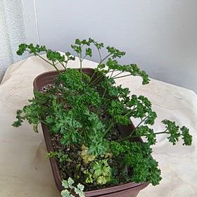 ベランダで育つパセリ…じわじわと大きくなってきましたの画像