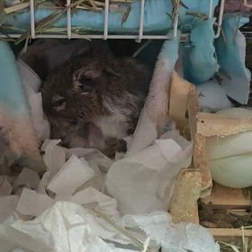 デグー・ふうChan♡ハンモックでおしゃれ中(*˘︶˘*)｡.:*♡☆2026.01.04(日)の画像