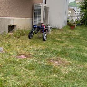 ハイシニア犬と暮らすの画像