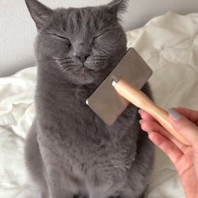 ブラッシングの画像