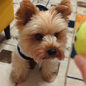 12月だぁ!サンとボール遊びの画像