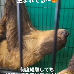 ナマケモノ生まれましたの画像