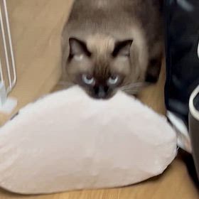 酸素ゲットだー！の画像