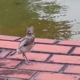 ハクセキレイの幼鳥？の画像