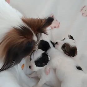 子犬ちゃんの動画ですの画像