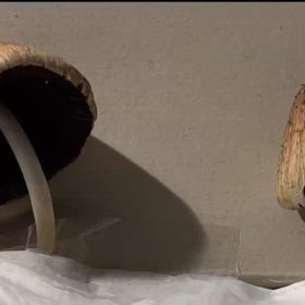 キララタケの溶ける様子の画像