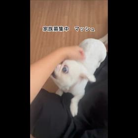 可愛いマッシュ君　家族募集中の画像