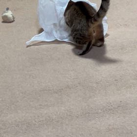 にゃんこ女子の朝会の画像