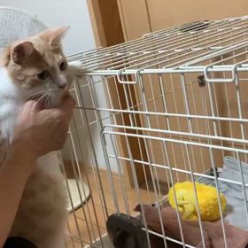 猫だけど、高いところは苦手です。の画像