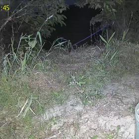 すぎぴたんの事件簿シーズン3　505話（数年ぶりにキツネご来店！）の画像