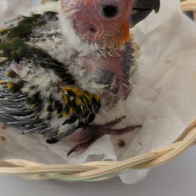 コガネメキシコインコ生後31日の画像