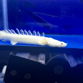 レア魚たくさん輸入しました！ホームページに続々とUP！の画像