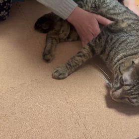 キジ柄のシャンクスの試練の画像