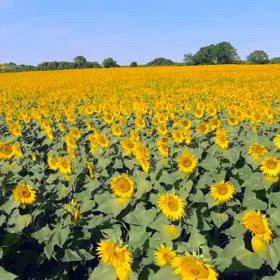 黄色い世界を駆け抜ける！の画像