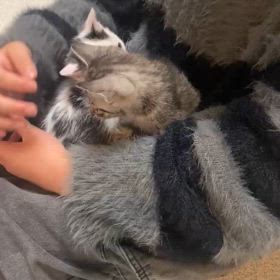 暴れますの画像