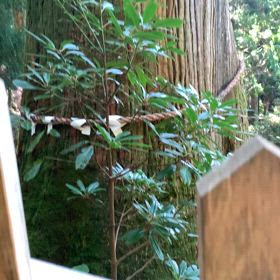 KIN154   白い魔法使い　黄色い種　音11の画像