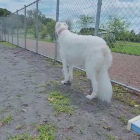 TikTokLIVEはこんな感じの画像