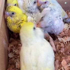 25/2/19 セキセイインコ(雛)の画像