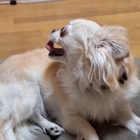 オンプちゃん♫の画像