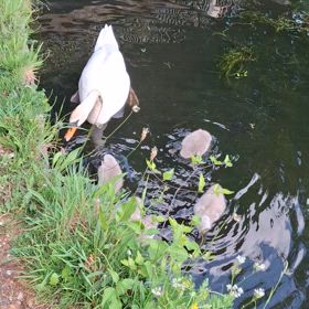 かわいいの画像