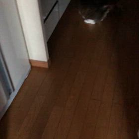 軟便薬飲みます！先住猫と新入り猫…何が、あるの？の画像