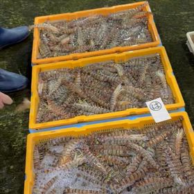 10月の豊浜市場の様子【Instagram】と普段のつぶやき【X】の画像