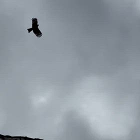 江ノ島のトンビの画像
