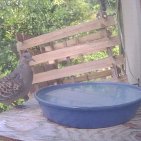 すぎぴたんの事件簿シーズン3　557話（キジバト来襲！　体を大きく見せる方法）の画像