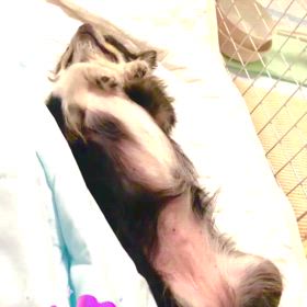 チワワのぷぅU^ェ^Uちゃんの画像