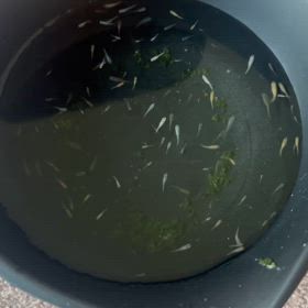 メダカの稚魚の画像
