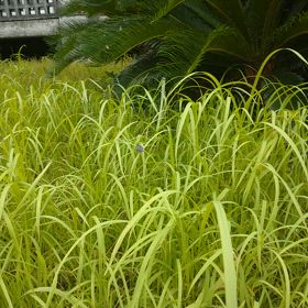 空高く飛んでいきましたの画像