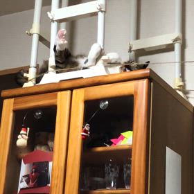 可愛いにゃーだけは！の画像