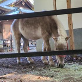 平塚八幡宮・食べる皐月の画像