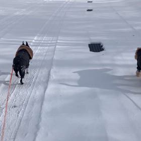 ウェルシュテリア雪遊びの画像