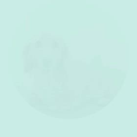 DOGXDOG シュガーちゃんの画像