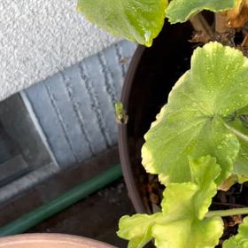 アオダイショウ飼育者、庭でカエルに出会うの画像