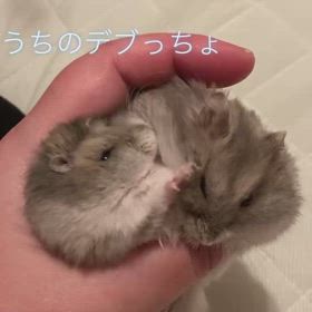 でぶりんずの画像