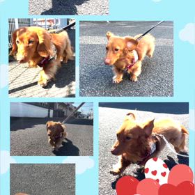 DOGXDOG ペットホテルの画像