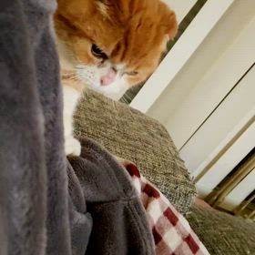 *猫にもいろんな性格がある/鳥シリーズ(BGM)*の画像