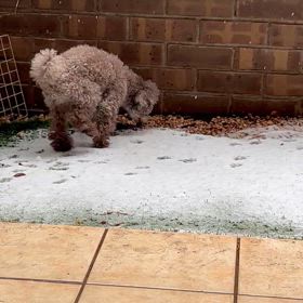 ショパンくん回顧録1の画像