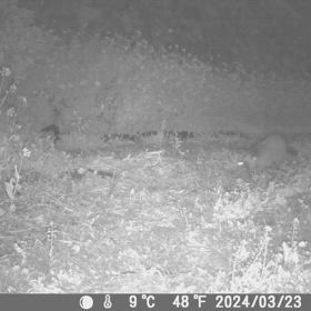 すぎぴたんの事件簿シーズン3　469話（焼き芋食べるハクビシン）の画像