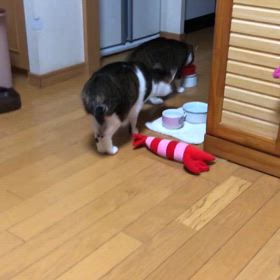 土曜日の病院通い。えー私のご飯？にゃ？の画像