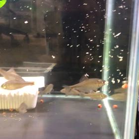 たなごの成長の画像