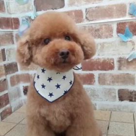 空悟のバカンスの画像