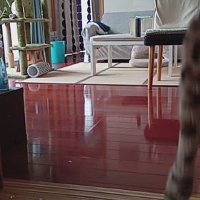 持ってきて〜(=^・^=)の画像