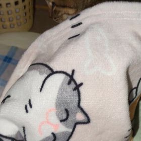 チャッピーさん起床の画像