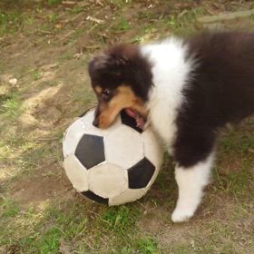 ボールは友達の画像