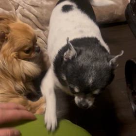 帰宅ご撫でてな２ワンコの画像