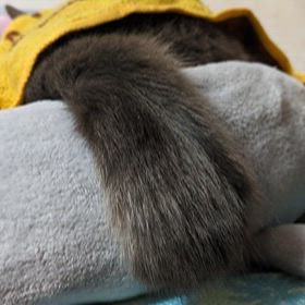 ☆尻尾は口ほどに物を言う☆の画像